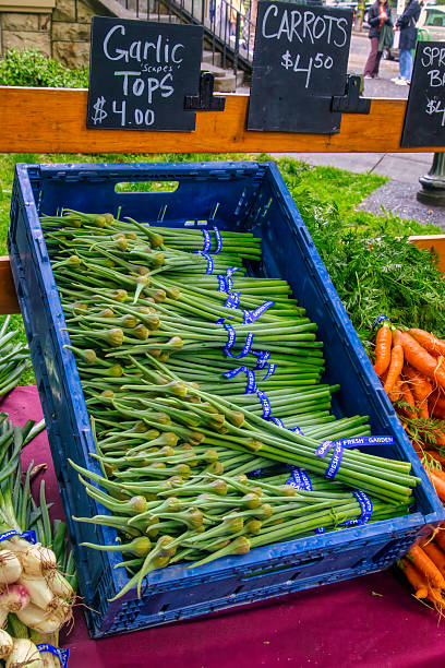 istock Garlic tops or scapes 2215900742