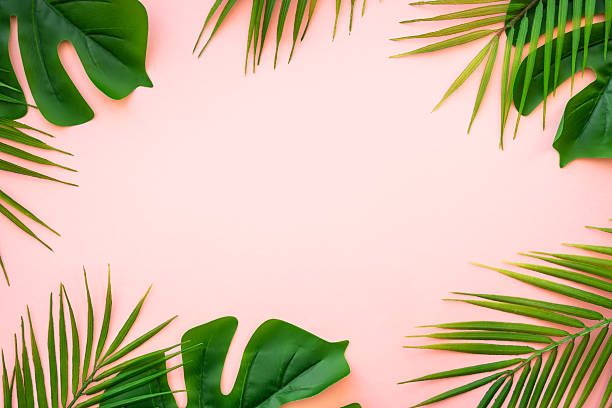 istock Summer flat lay background tropacal leaves on white. 2215901106