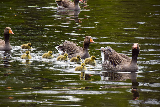 istock Greylag goose family 2215901181