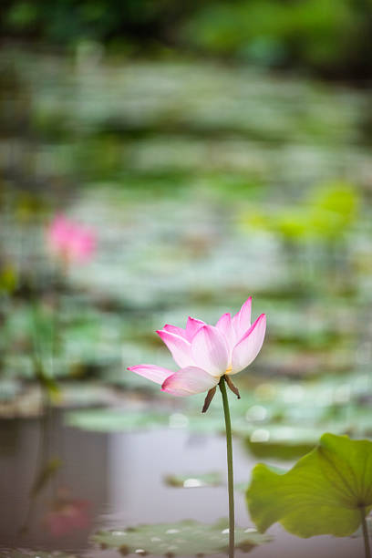 Lotus Flower in the Pond