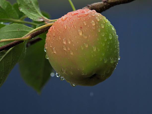 Close-up of a ripe apple with water droplets on a branch against a dark blue background.