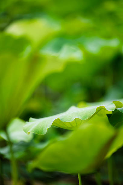 Vibrant Green Lotus Leaves