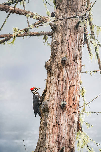 Pileated woodpecker looking for food