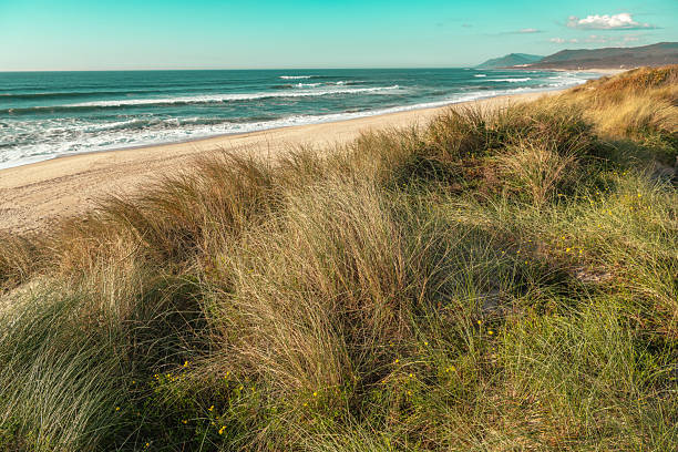 istock Vibrant Coastal Landscape With Lush Grass Overlooking the Serene Beach and Rolling Ocean Waves at Midday 2215902480