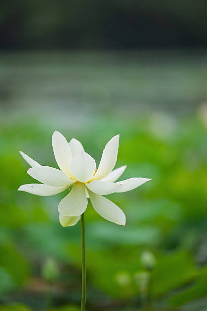 White Lotus in the Pond