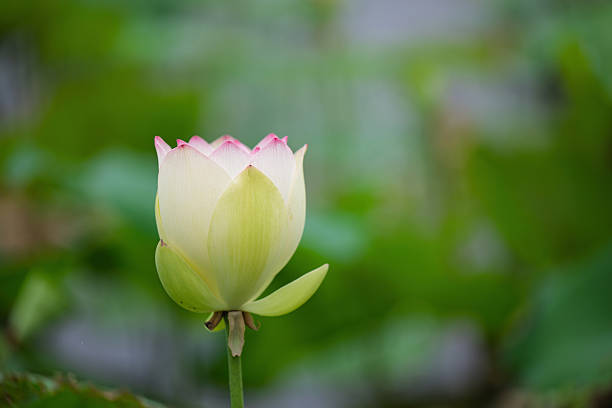 Blooming Lotus Flower