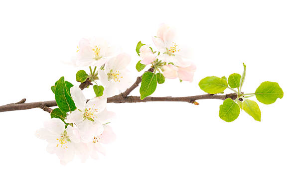 istock Flowering branch of apples. 2215903747