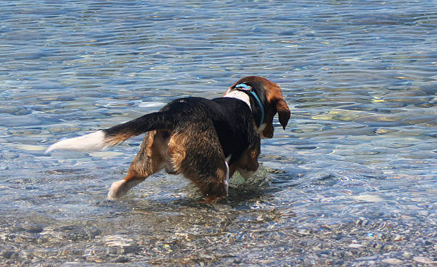 Beagle dog testing the water before swimming in the sea