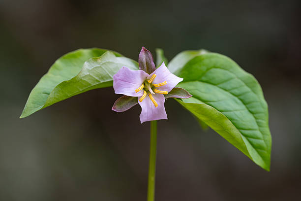 Catesby’s Trillium is found in abundance on some trails in Great Smoky Mountains National Park. This one was photographed next to a small stream.