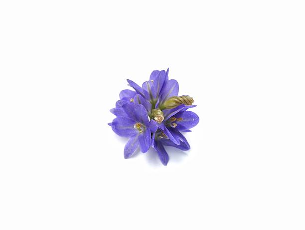 Purple Water hyacinth flower (Pontederia crassipes) isolated on white background. Botanical photography for creative design