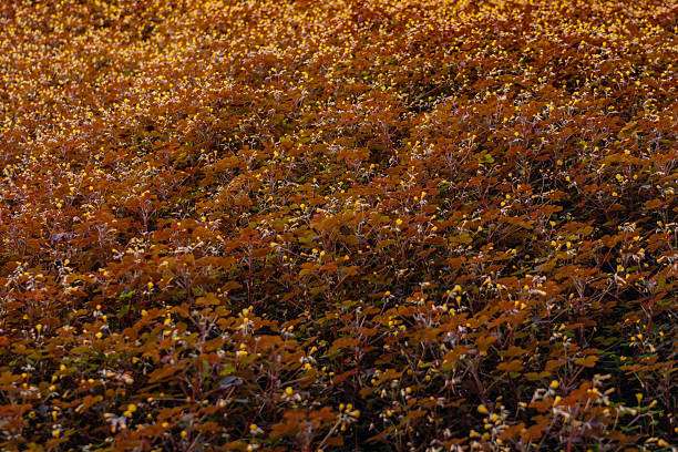 A sea of flowers