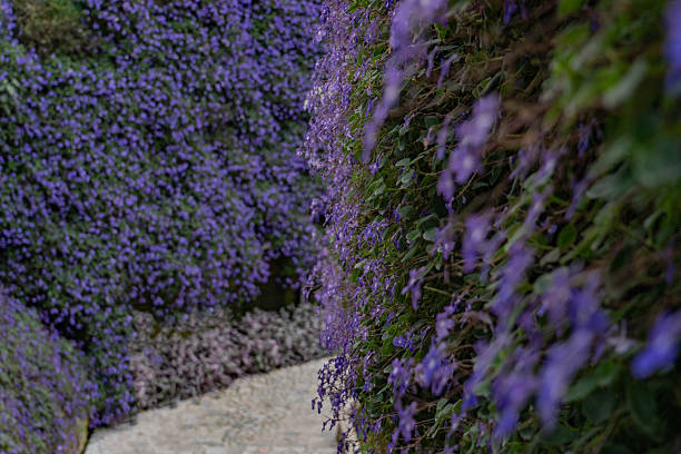 A large field of morning glories and iron fence