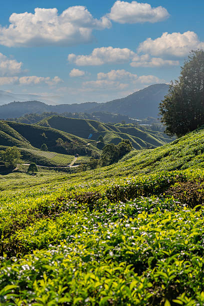 istock Tea field farm with blue sky 2215905255