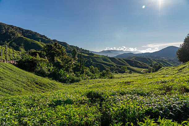 istock Tea field farm with blue sky 2215905396