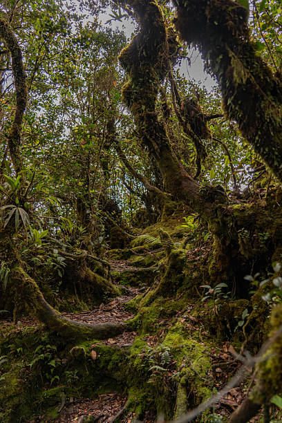 istock Mosses and ferns in forest naturally 2215905423