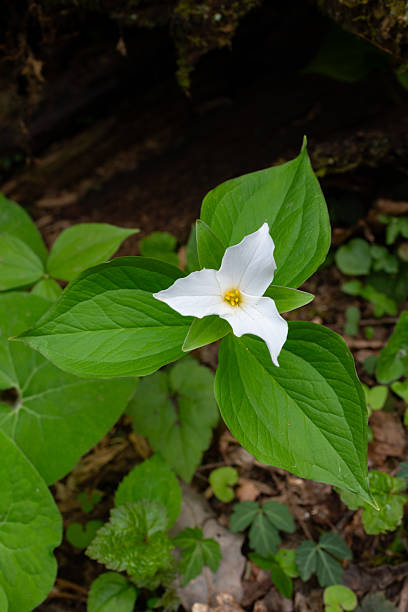 Close up photograph using a Macro lens on one White full blooming Trillium Flower. One vibrant flower with lots of details and beautiful colors. Some wildflowers and other greenery can be seen slightly behind the main focused Trillium Flower. Taken during the blooming season of May in Northern Wisconsin, USA. Digital enhancements applied.