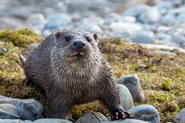 istock Eurasian Otter - Lutra Lutra 2215907456