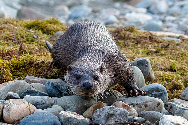 istock Eurasian Otter - Lutra Lutra 2215907577