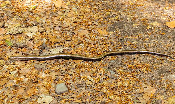 istock Snake on dry leaves in forest 2215908066