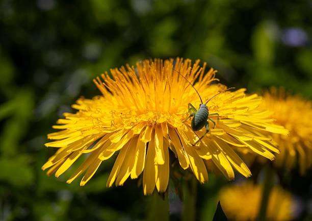Close-up of a green insect on a vibrant yellow dandelion in a sunny garden setting.