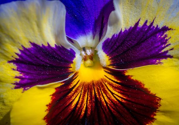 Close-up of a vibrant pansy flower with purple, yellow, and red petals, showcasing its intricate texture and colors.