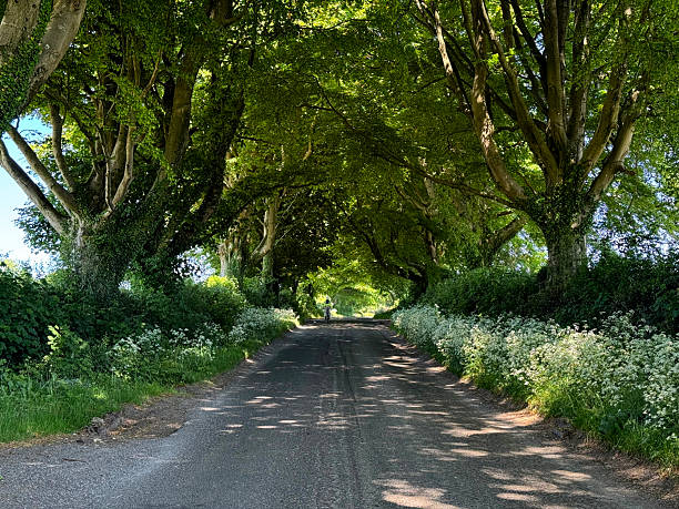 istock Dappled light on a country lane 2215910672