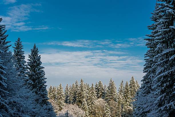 A magical winter scene featuring dense fir trees fully covered in snow, illuminated by cold alpine light. The forest appears like a fairytale setting, creating a serene and atmospheric winter landscape perfect for tourism imagery, postcards, or winter-themed promotional material