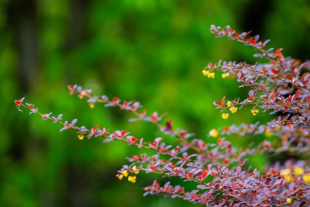 istock Vibrant flowers on a blurred green backdrop. 2215910729