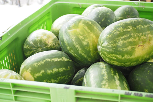 watermelon on a white background