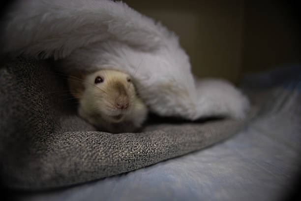 An adorable pet rat peeks out from under a soft white blanket on a bed creating a touching scene filled with the coziness and joy of interacting with animals indoors. The rat sleeps in a soft blanket.