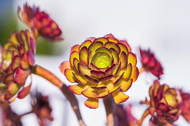 Close-up of Aeonium arboreum succulent rosette with red and green leaves.