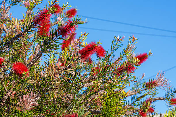 Red bottlebrush flowers blooming on a green bush against blue sky.