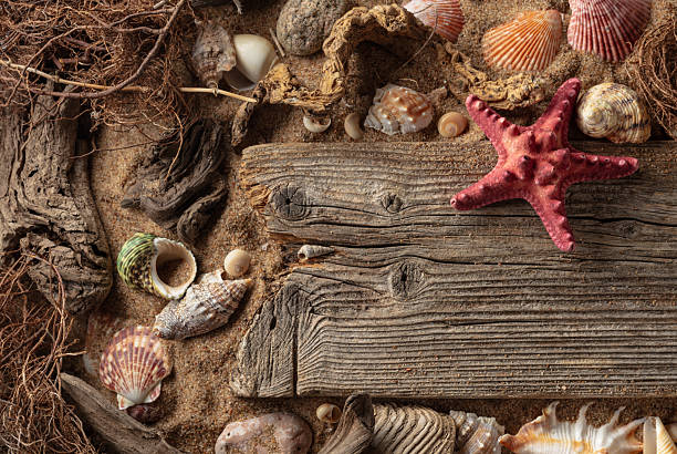 istock Beach themed background with driftwoods, shells, stones, and sand. 2215911982