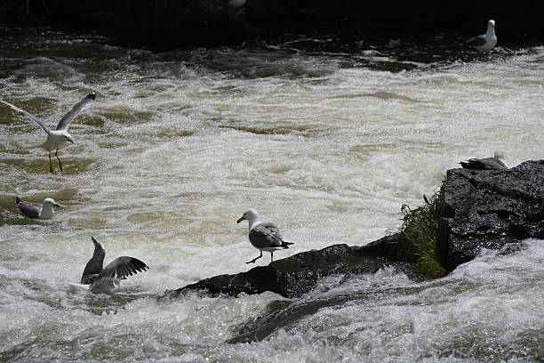 Photo 15 Canadian Geese on the Diversion Dam.  This is part of the Snake River at the North Idaho Falls Greenbelt.  Showing 13 geese on the top of the dam (mostly facing away) and two others landing.  Seats and picnic table on the far side of the river.