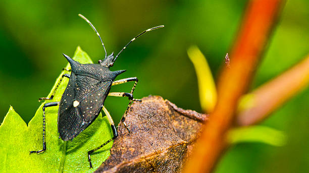 istock Shield Bug, Chust Bug, Heteroptera, Hemiptera, Corcovado National Park, Osa Conservation Area, Osa Peninsula, Costa Rica 2215917704