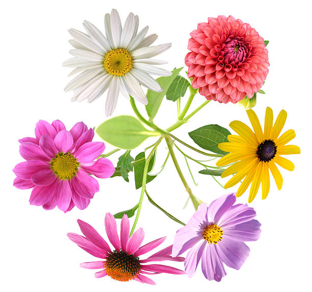 istock Gardening flowers bouquet 2215918344