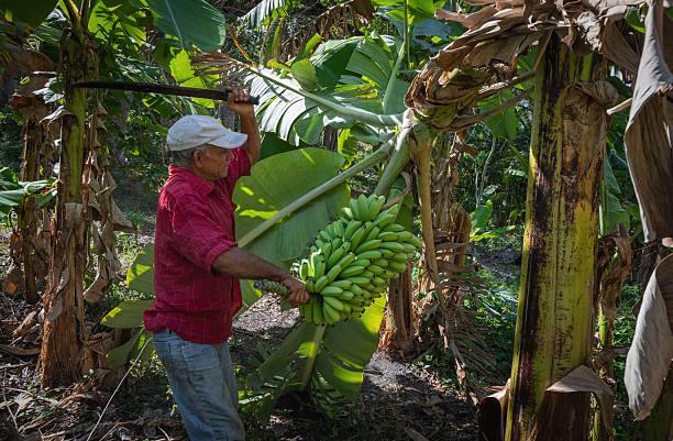 istock Farmer harvesting bananas in plantation. 2215919294