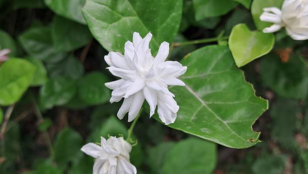 istock Arabian Jasmine Flower Full Bloom on Green Leaves Background 2215919833