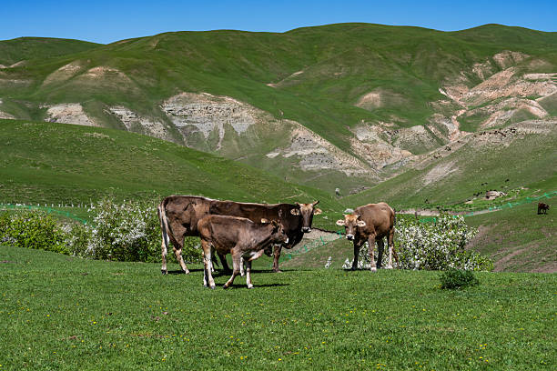 High mountains and grasslands, cattle, sheep and horses raised in pastures. Xinjiang Province, China.