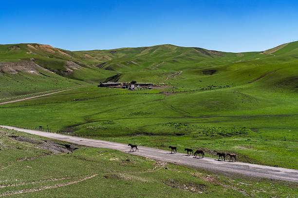 High mountains and grasslands, cattle, sheep and horses raised in pastures. Xinjiang Province, China.
