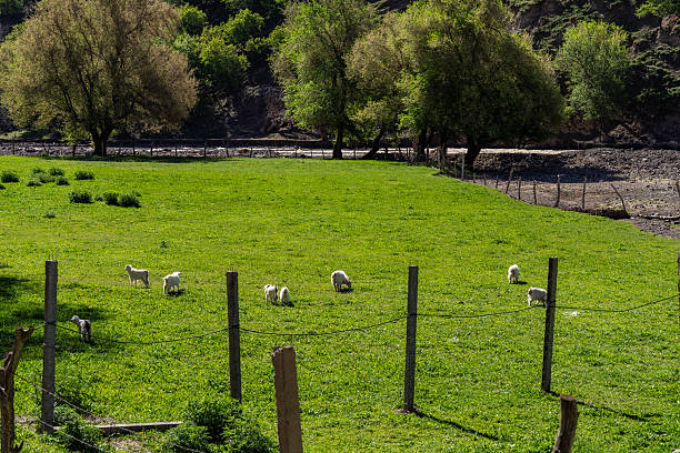 High mountains and grasslands, cattle, sheep and horses raised in pastures. Xinjiang Province, China.
