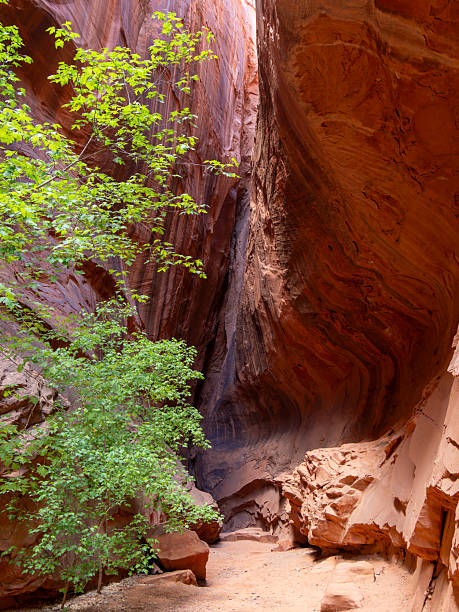 istock Grand Staircase-Escalante National Monument (Capitor Reef National Park) 2215921411