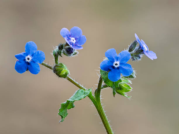 Pentaglottis flower head. Focus stacking technique with multiple photographs