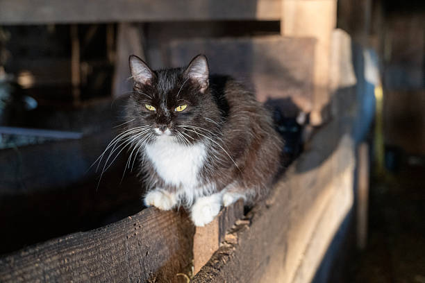 Farm cats in the barn