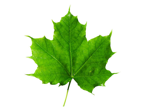 istock Green Sycamore leaf isolated on white background 2215923427