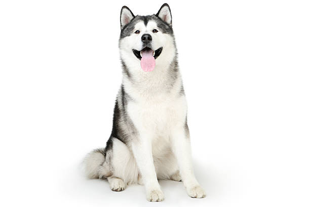 istock Malamute dog isolated on white background 2215923875