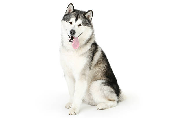 istock Malamute dog isolated on white background 2215924049