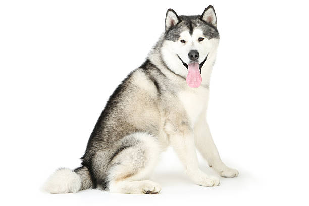 istock Malamute dog isolated on white background 2215924108
