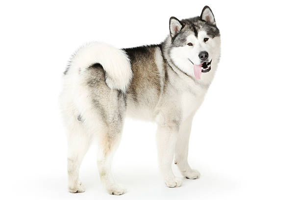 istock Malamute dog isolated on white background 2215924870