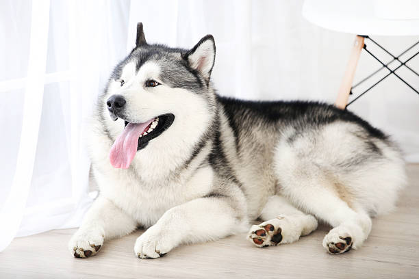 istock Malamute dog lying on the floor at home 2215925088